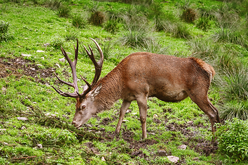 Image showing Deer on the Grass