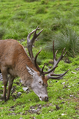 Image showing Deer on the Grass