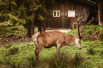 Image showing Deer near the House