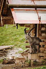 Image showing Goat with goatling