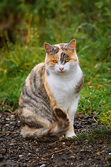 Image showing Sitting Domestic Cat 