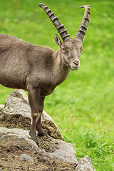 Image showing Goat with big Horns