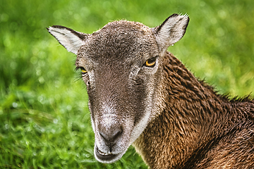 Image showing Potrtrait of a Sheep