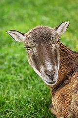 Image showing Potrtrait of a Sheep