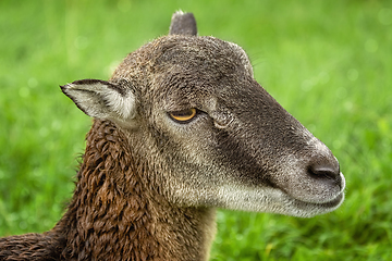 Image showing Potrtrait of a Sheep