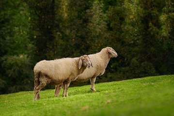 Image showing Sheeps on the Grass