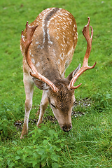 Image showing Deer Grazing on the Grass