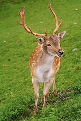 Image showing Deer Grazing on the Grass