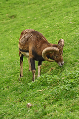 Image showing Ram on the Grass