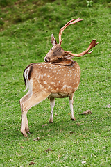 Image showing Deer Grazing on the Grass