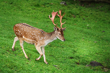 Image showing Deer Grazing on the Grass