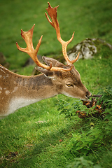 Image showing Deer Grazing on the Grass