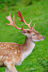 Image showing Portrait of Deer