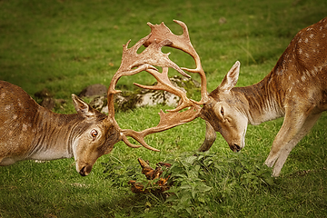 Image showing Closeup of Deer Fight