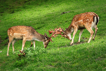 Image showing Deer Fight on the Pasture