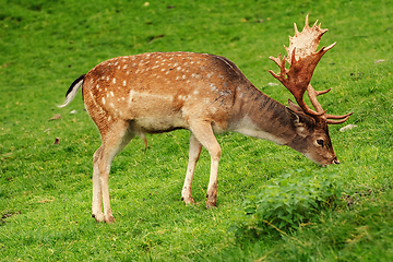 Image showing Deer Grazing on the Grass