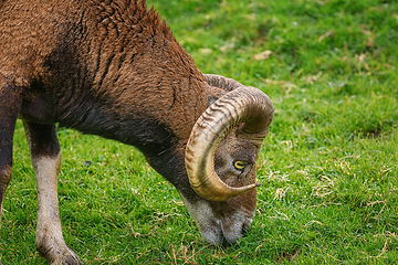 Image showing Ram on the Grass