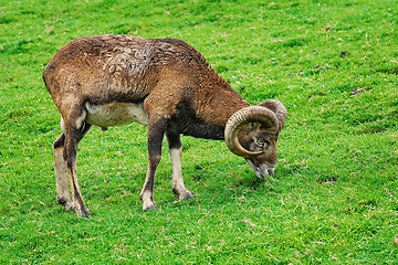 Image showing Ram on the Grass