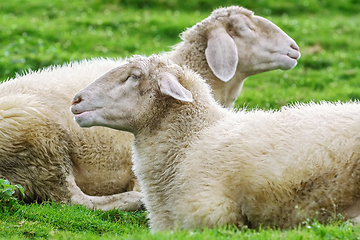 Image showing Sheeps on the Grass
