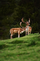 Image showing Deers near the Forest