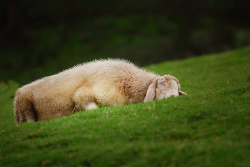 Image showing Sheep on the Grass