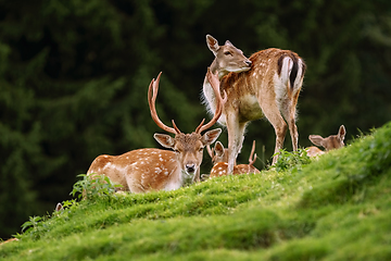 Image showing Deers near the Forest