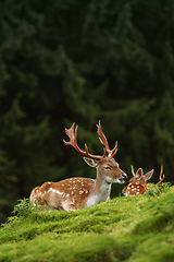 Image showing Deers near the Forest