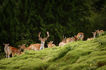 Image showing Deers near the Forest