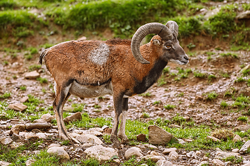 Image showing Big Brown Ram 