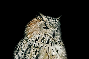 Image showing Owl over Black Background