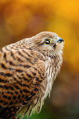 Image showing Common Kestrel (Falco Tinnunculus)