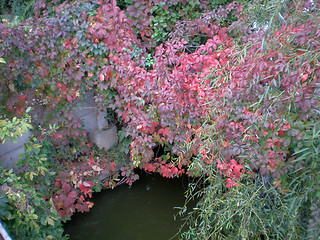 Image showing Autumn colours