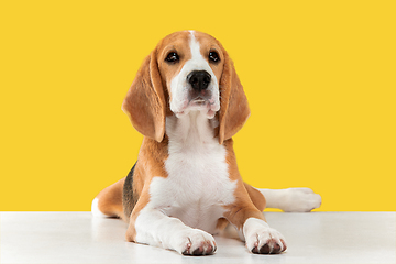 Image showing Studio shot of beagle puppy on yellow studio background