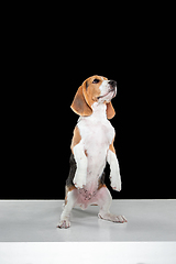 Image showing Studio shot of beagle puppy on black studio background