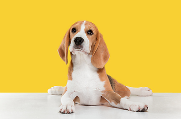 Image showing Studio shot of beagle puppy on yellow studio background