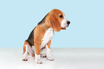 Image showing Studio shot of beagle puppy on blue studio background