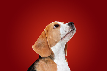 Image showing Studio shot of beagle puppy on red studio background