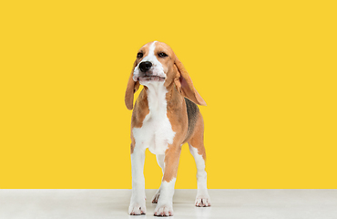 Image showing Studio shot of beagle puppy on yellow studio background