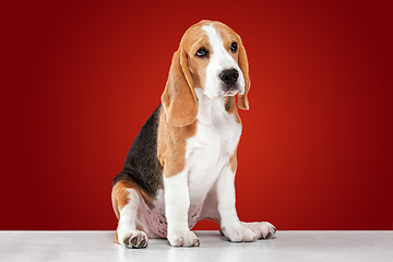 Image showing Studio shot of beagle puppy on red studio background