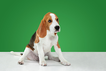 Image showing Studio shot of beagle puppy on green studio background