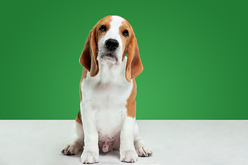 Image showing Studio shot of beagle puppy on green studio background