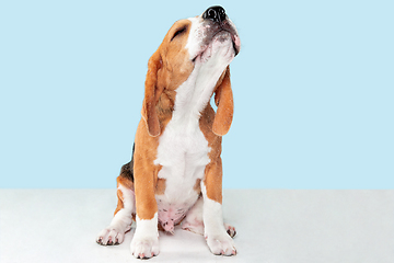 Image showing Studio shot of beagle puppy on blue studio background