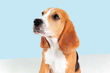 Image showing Studio shot of beagle puppy on blue studio background