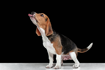 Image showing Studio shot of beagle puppy on black studio background