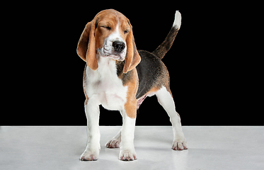 Image showing Studio shot of beagle puppy on black studio background