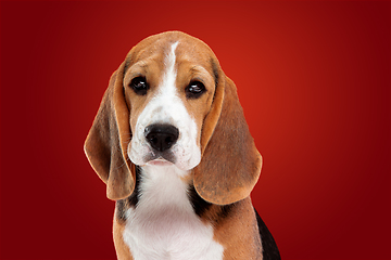 Image showing Studio shot of beagle puppy on red studio background