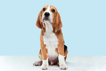 Image showing Studio shot of beagle puppy on blue studio background