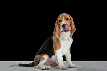Image showing Studio shot of beagle puppy on black studio background