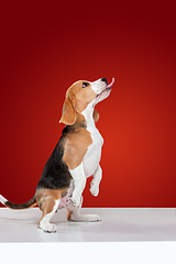 Image showing Studio shot of beagle puppy on red studio background