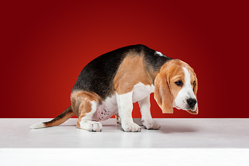 Image showing Studio shot of beagle puppy on red studio background